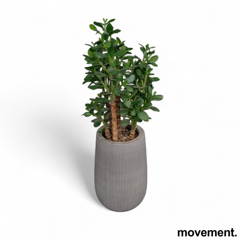Kunstig plante, "Pengetre" - 1 / 2