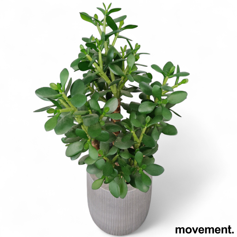 Kunstig plante, "Pengetre" - 2 / 2