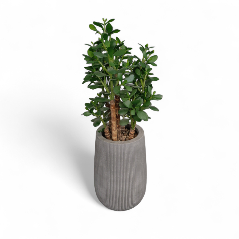 Kunstig plante, "Pengetre"