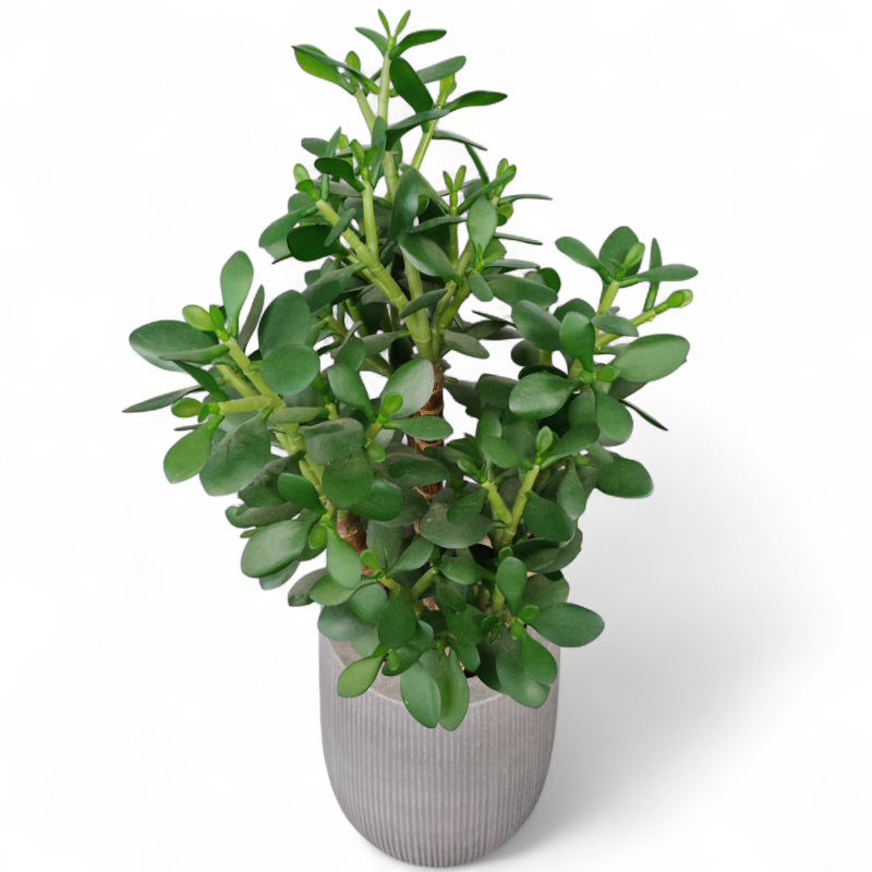 Kunstig plante, "Pengetre"