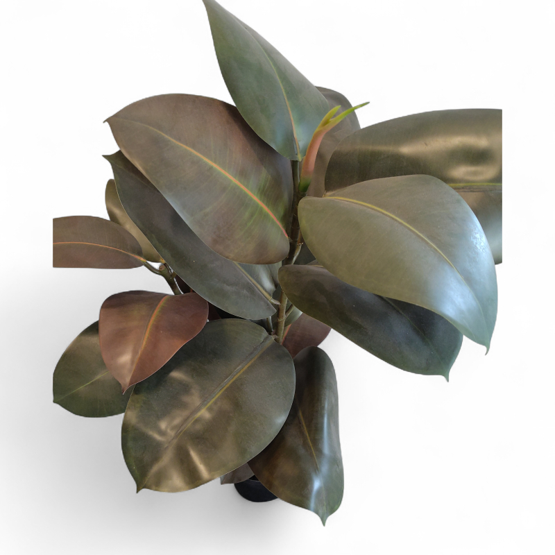 Kunstig Fikus Elastica 90cm Grønn,