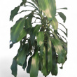 Yucca palme ca 200cm Grønn, koksgrå - 2 / 2