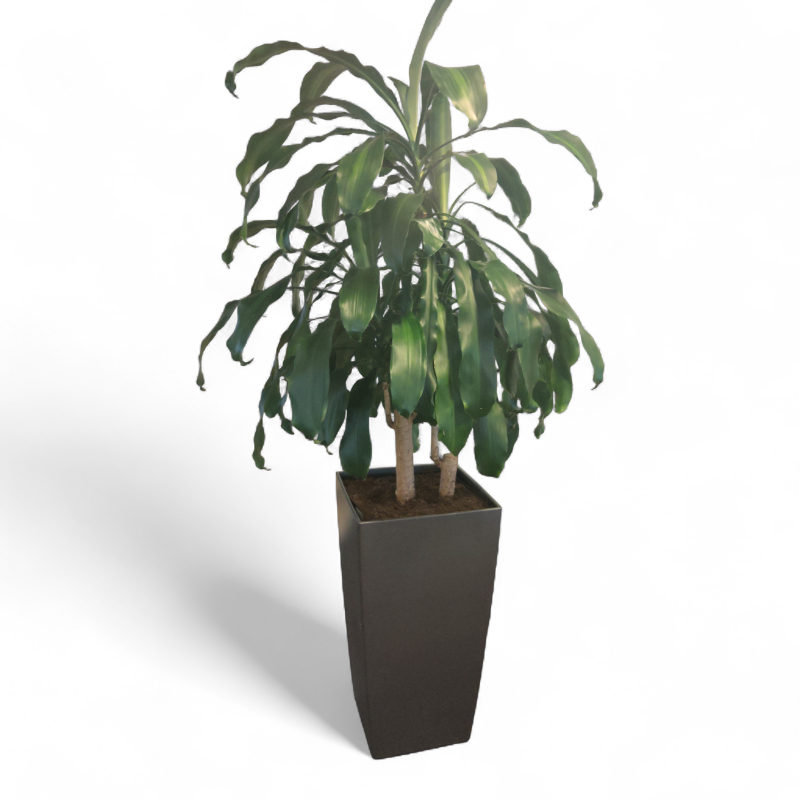 Yucca palme ca 200cm Grønn, koksgrå