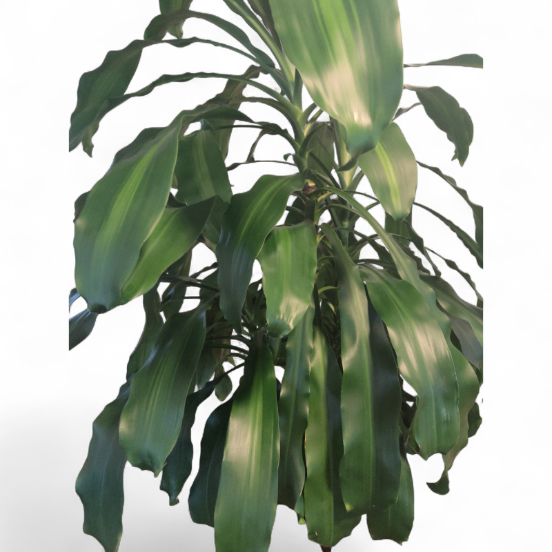 Yucca palme ca 200cm Grønn, koksgrå
